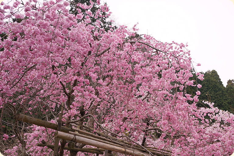 奥院楼門近くの枝垂れ桜