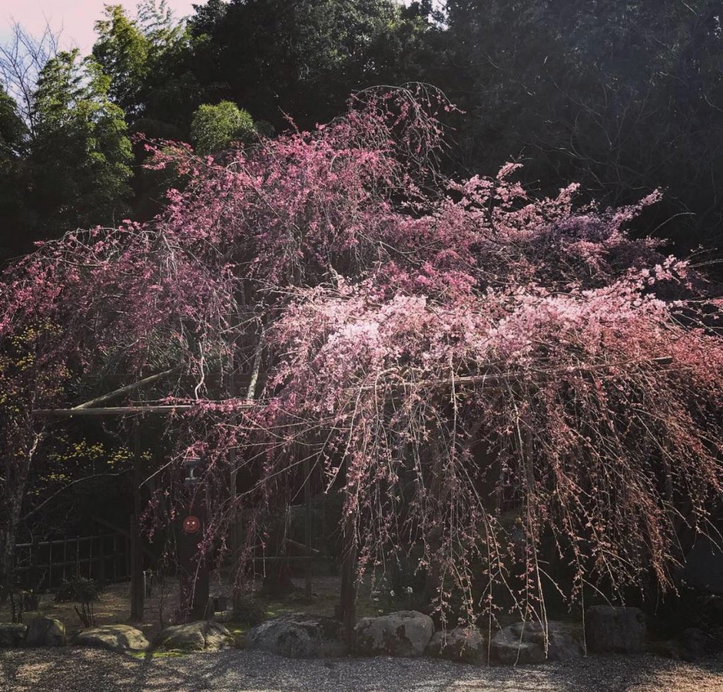 しだれ桜が咲き出しました 春ですね ブログ